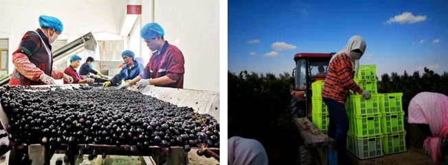 國產葡萄酒質量已走向世界被圍觀,價格高居不下如何破局?