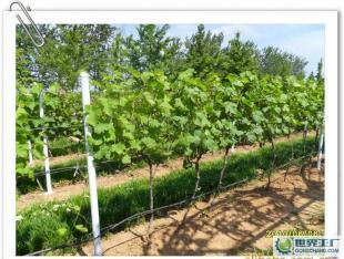 優(yōu)質葡萄酒OEM加工-煙臺大型葡萄種植、釀造基地-浩源_食品、飲料_世界工廠網(wǎng)中國產品信息庫